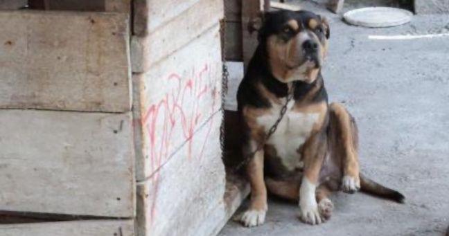 Maltrato animal en Quito: rescatan a Logan tras agresión