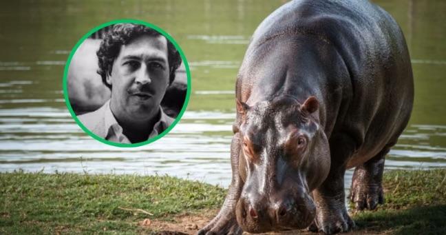 ¿Ecuador recibirá hipopótamos de Colombia de Pablo Escobar?: esto respondió el Ministerio de Ambiente