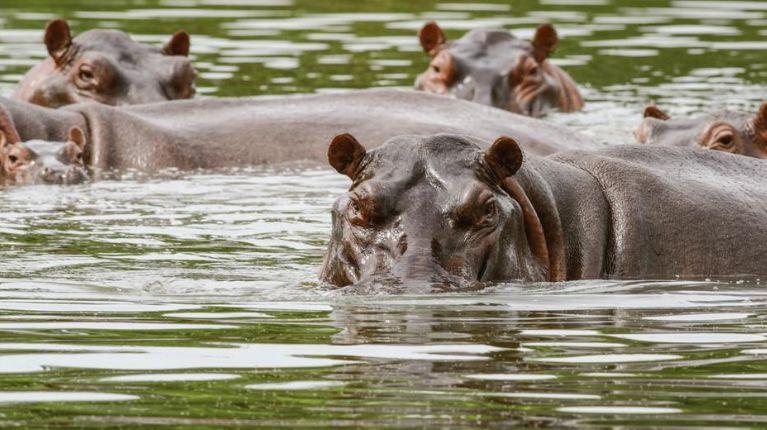 Imagen de la noticia: Colombia aplicará eutanasia a hipopótamos de Pablo Escobar