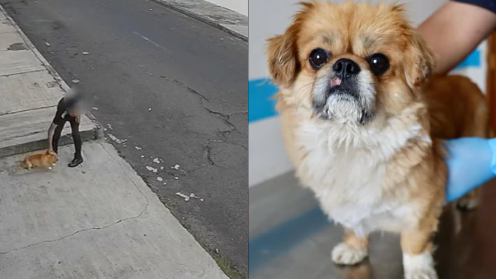 Imagen de la noticia: Indignación en Quito tras caso de maltrato animal: todo quedó grabado