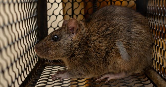 Alerta por “hantavirus” en Argentina: se reportan 101 casos y 32 fallecidos en este 2026