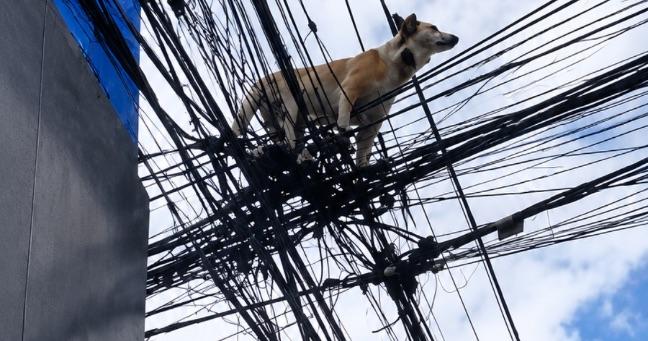 Perro queda atrapado entre cables en El Coca: así fue el rescate de “Doni”