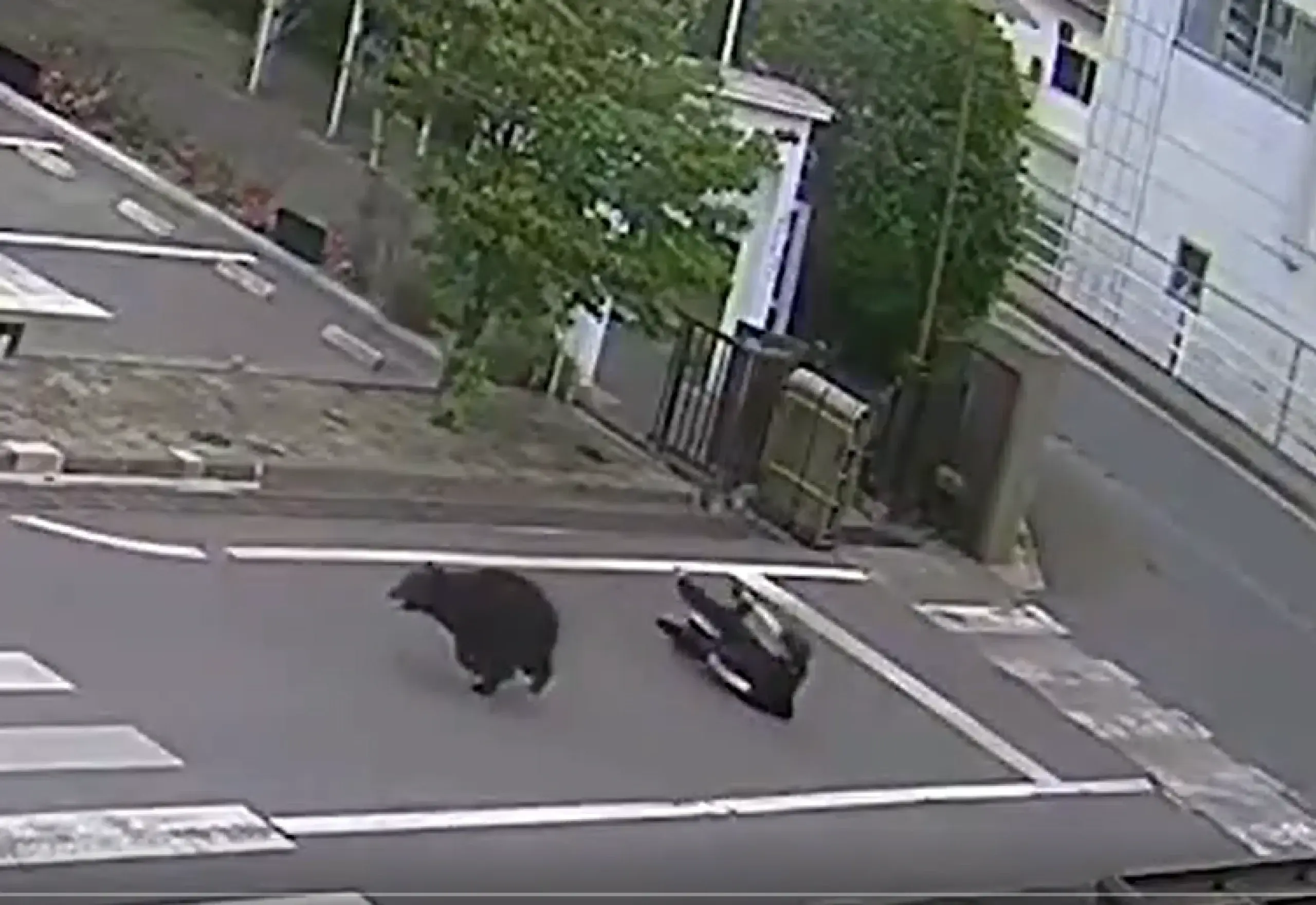 Oso ataca a cuatro personas en zona urbana de Japón: el momento quedó grabado
