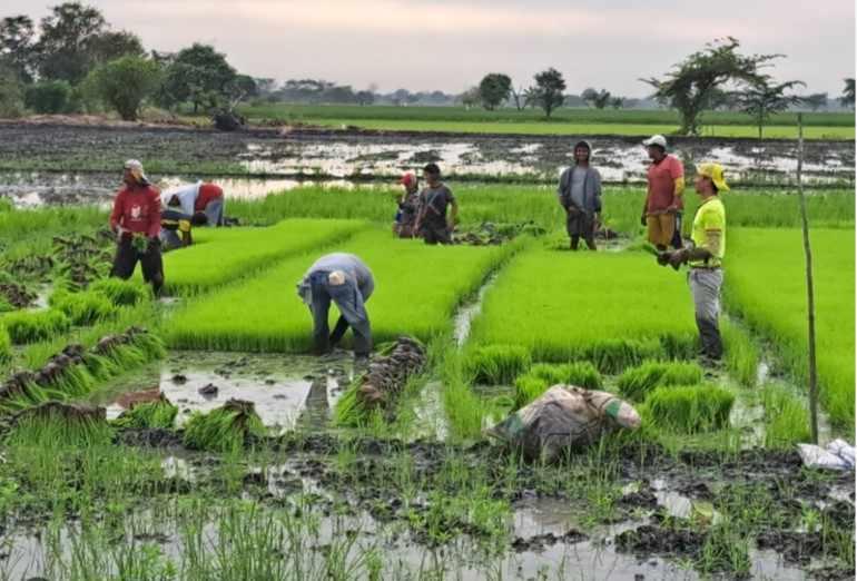 Imagen de la noticia: Miles de cultivos son afectados tras inundaciones y desbordamiento de ríos