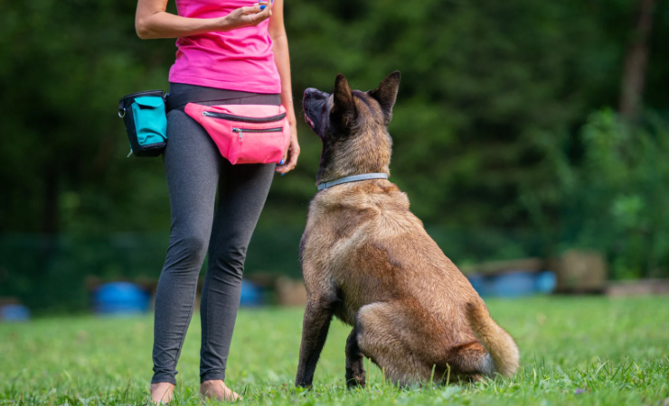 Imagen de la noticia: La Policía abre inscripciones para curso gratuito de adiestramiento canino en todo el país, ¿cómo inscribirse?