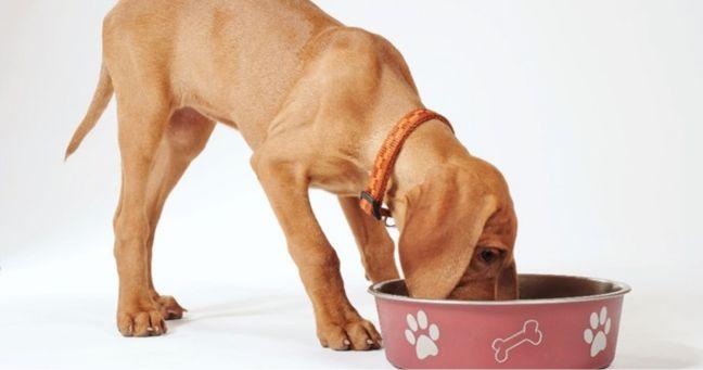 Imagen de la noticia: Guía purina®: cómo asegurar un comienzo saludable para tu cachorro desde su alimentación