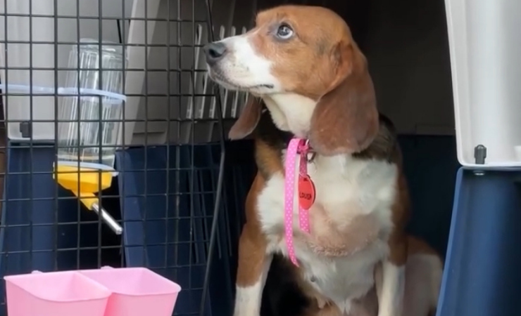 Imagen de la noticia: LIBERADOS: Beagles usados en pruebas pisan por primera vez el césped tras años encerrados