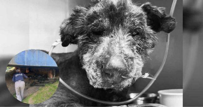 Imagen de la noticia: Fallece Esperanza, la perrita quemada viva en Quito (VIDEO)