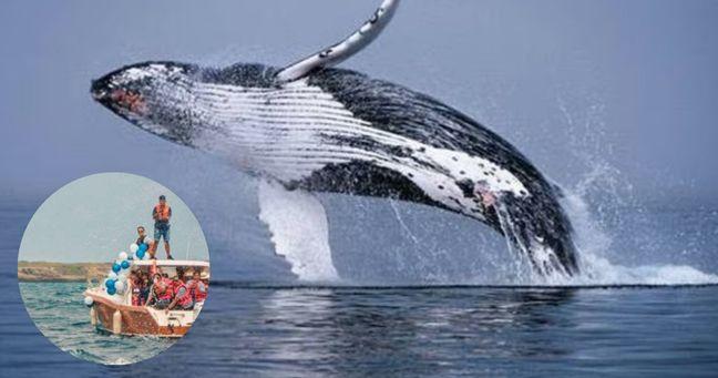 Imagen de la noticia: Ballenas jorobadas llegan a Salinas: inicia “La Gira del Amor”