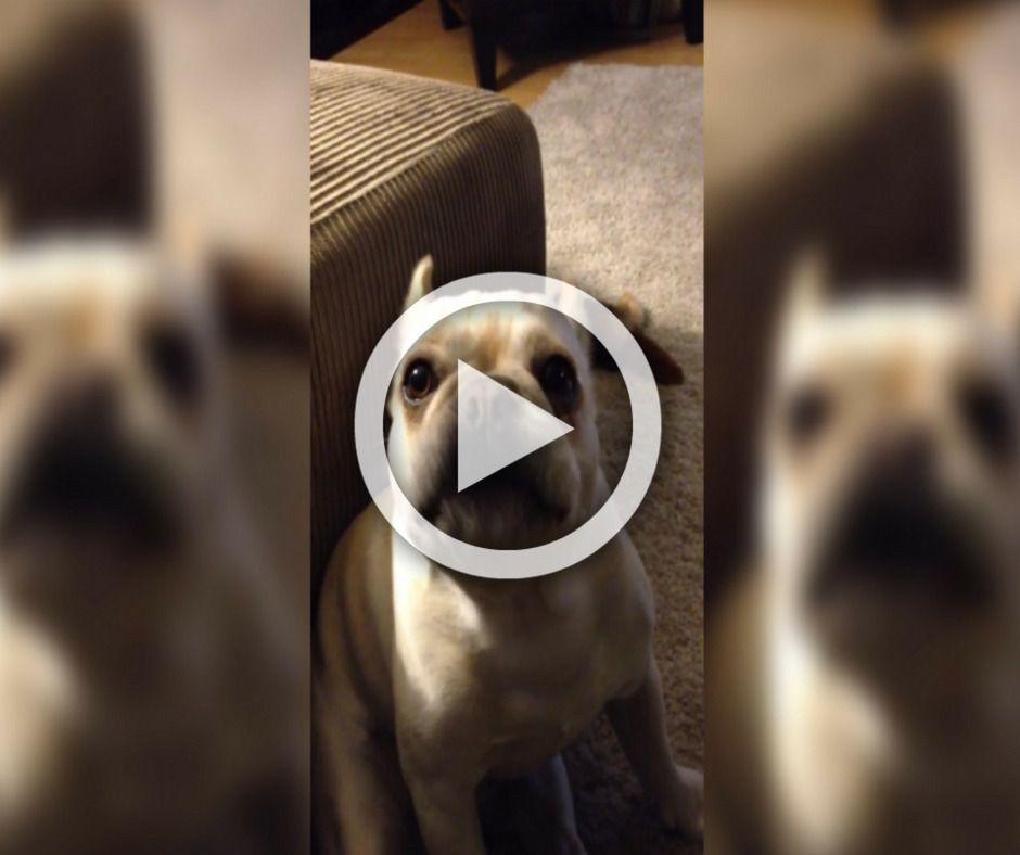 Perro le responde una pregunta a su dueña