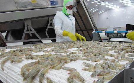 Imagen de la noticia: Camarón mantiene expectativa económica