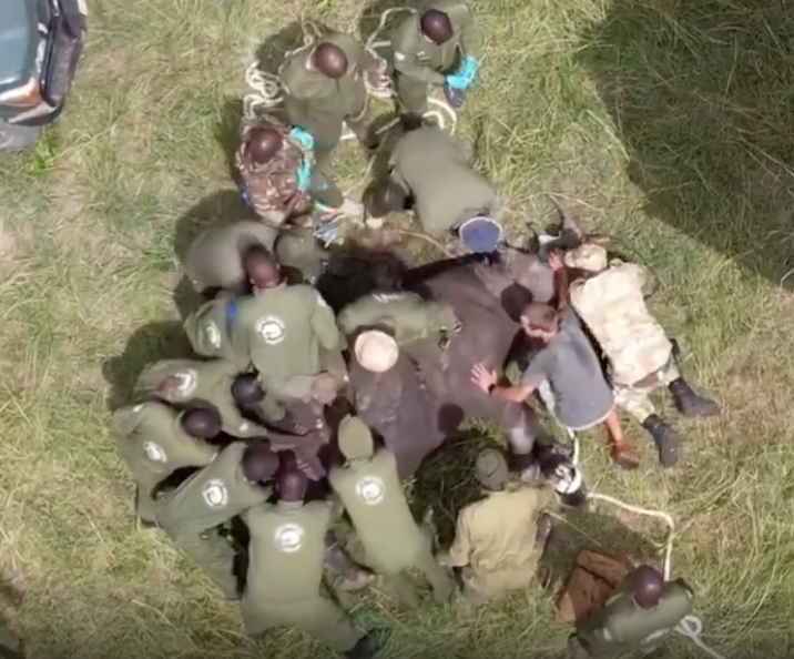 Imagen de la noticia: Héroes en Kenia salvan a un rinoceronte con maniobras de RCP