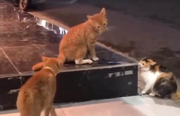 Imagen de la noticia: Triángulo amoroso gatuno: un video viral muestra los «celos» de un gato al defender a su pareja