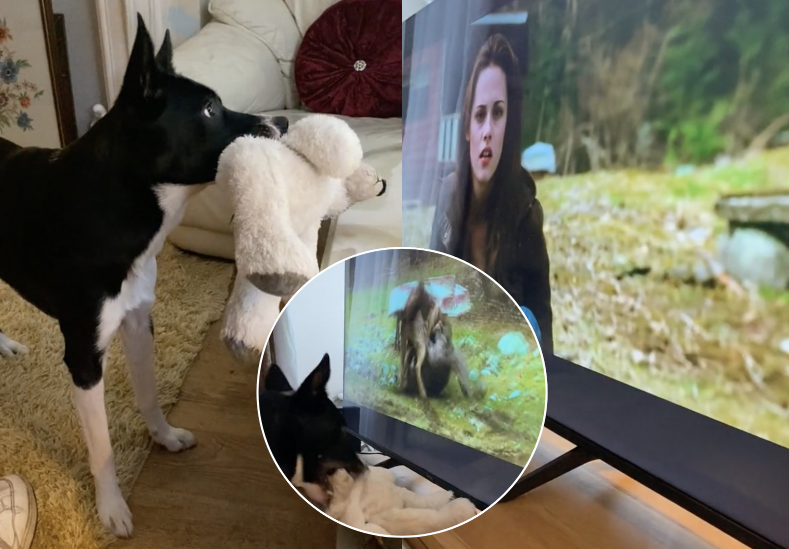 Imagen de la noticia: Un perro fan de Crepúsculo se hace viral: la reacción de Barney conquista TikTok