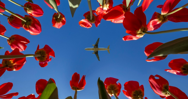 Imagen de la noticia: Tendencias del comercio global en 2025: La demanda de flores y cómo Ecuador puede liderar en Norteamérica