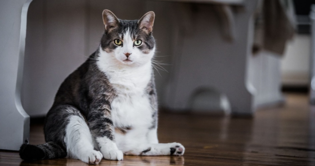 Imagen de la noticia:  Esterilización y cuidado: la clave para un gato sano y feliz