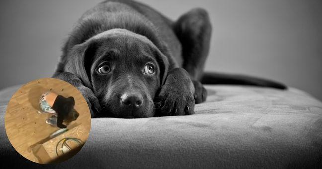 Imagen de la noticia: Video desata polémica en Cuenca por presunto maltrato animal de una excandidata a reina