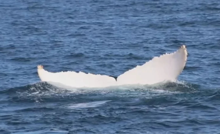 Imagen de la noticia: (VIDEO) Avistan por primera vez una ballena jorobada albina en Ecuador