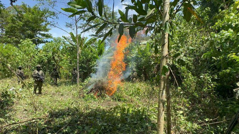 Imagen de la noticia: Así fue la destrucción de 10.000 plantas de coca en Putumayo, Sucumbíos