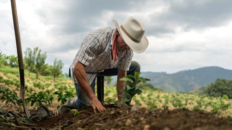 Pronóstico agrometeorológico: recomendaciones del Inamhi a los agricultores