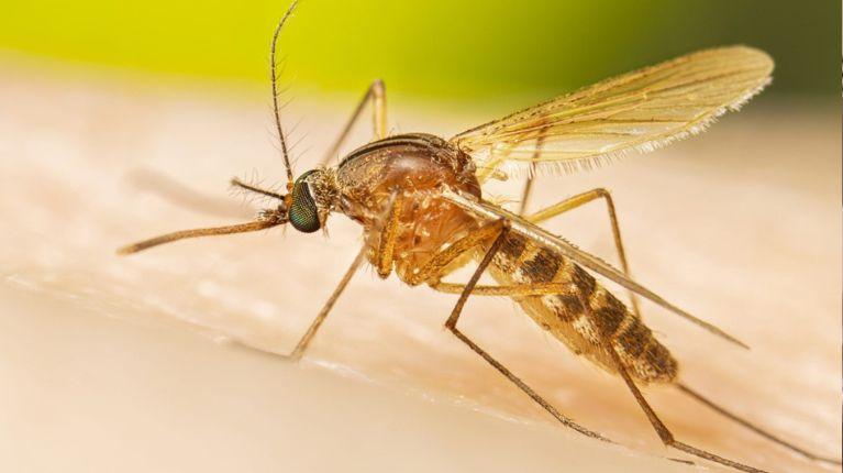 Imagen de la noticia: Detectan mosquitos vivos en Islandia por primera vez, ¿qué significa?
