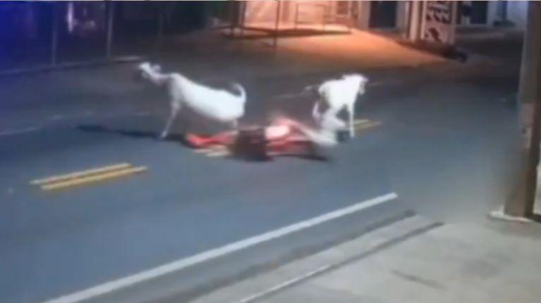 Muere futbolista tras fatal accidente con una vaca: todo quedó grabado