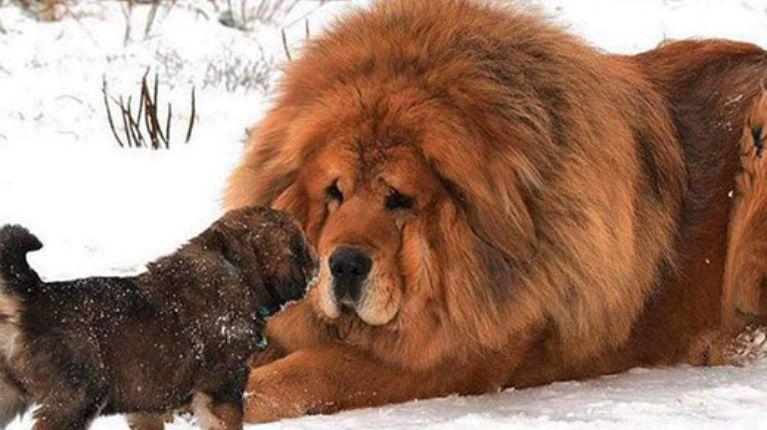 ¿Cómo es el perro que fue vendido por un millón de dólares en China?