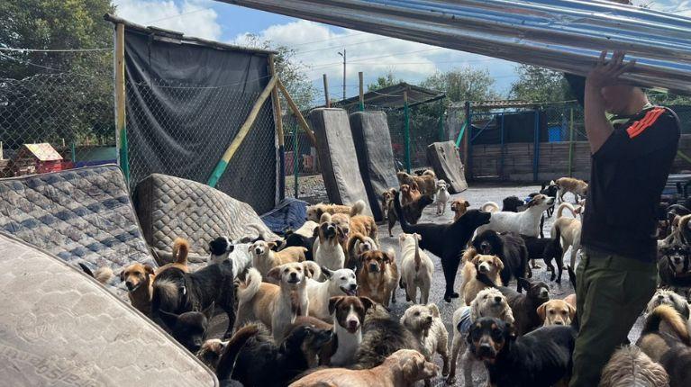 Refugio de perros colapsó tras un aguacero en Quito: así puede ayudar