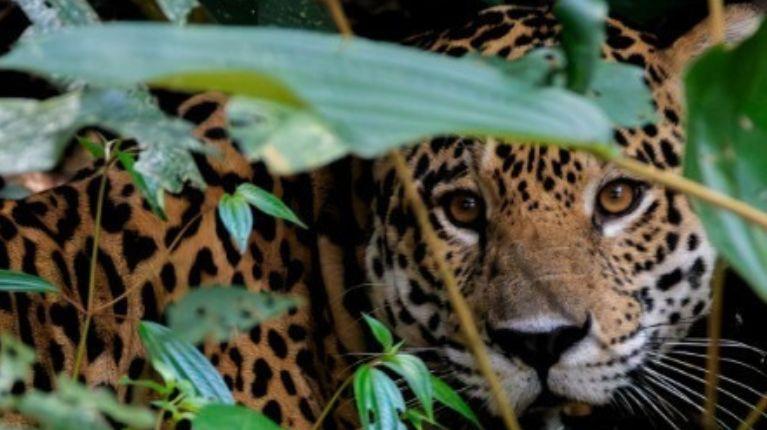 “Guardianes del Jaguar”: la nueva herramienta de WWF para conservar al felino más grande de América