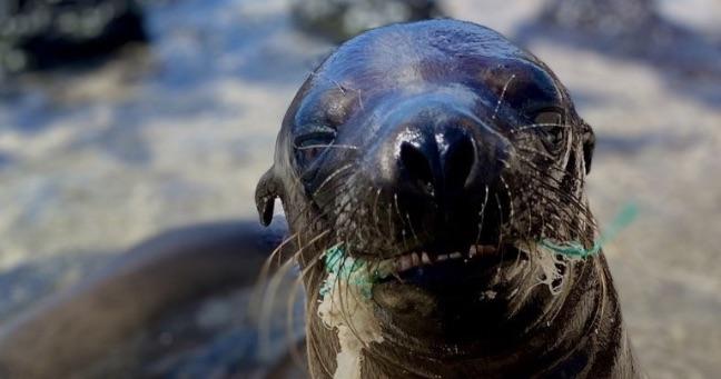 Ecuador publica primer estudio nacional sobre contaminación plástica