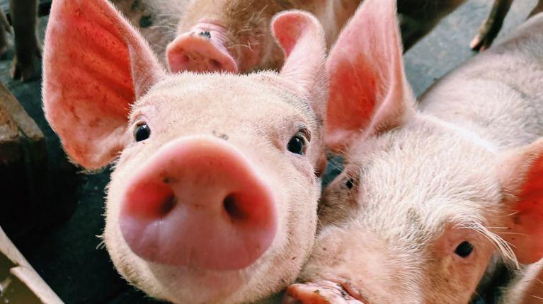 Alerta por peste porcina africana: ¿representa riesgo para los humanos?
