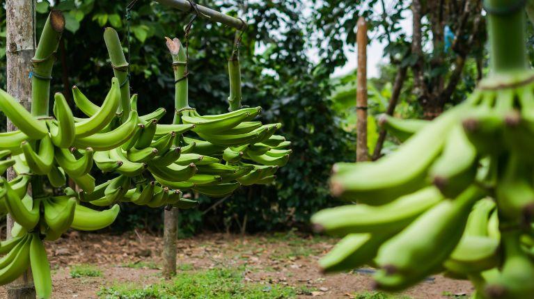 Precio del plátano para 2026: productores y exportadores llegaron a un acuerdo
