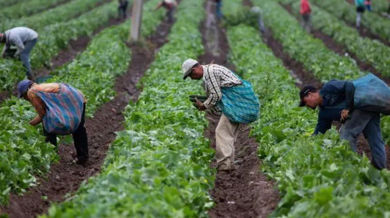 Imagen de la noticia: Agricultores ecuatorianos trabajarán en España, ¿cómo aplicar a los programas de migración circular?