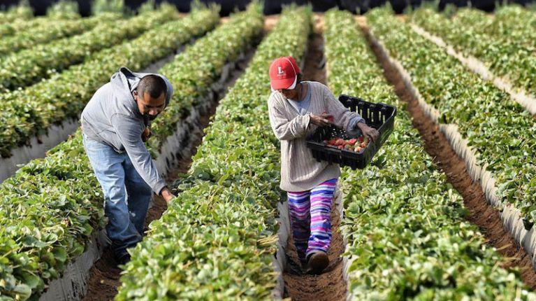 150 ecuatorianos serán seleccionados para ir a trabajar en el sector agrícola de Estados Unidos