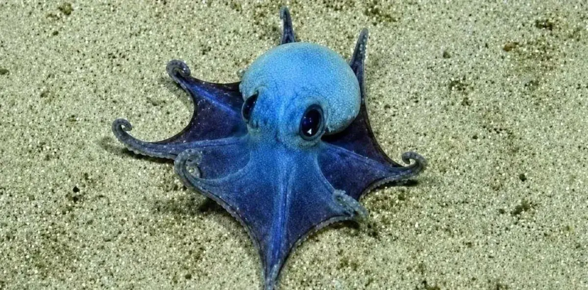 Galápagos descubre nueva especie de pulpo azul en aguas profundas