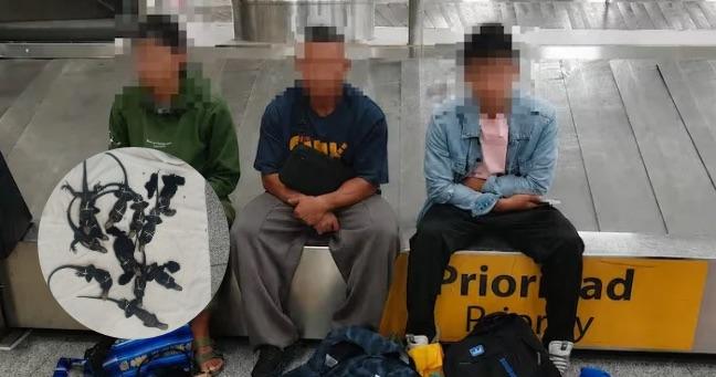 Caen presuntos traficantes de iguanas en Galápagos: autoridades investigan traslado ilegal