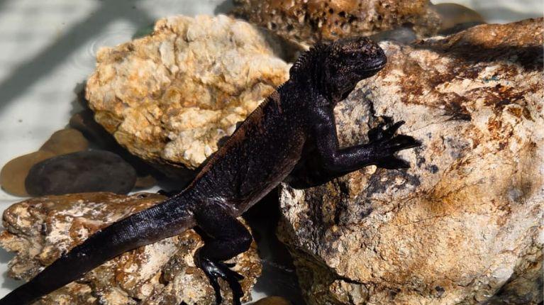 Iguanas marinas de Galápagos fueron rescatadas en el norte de Guayaquil