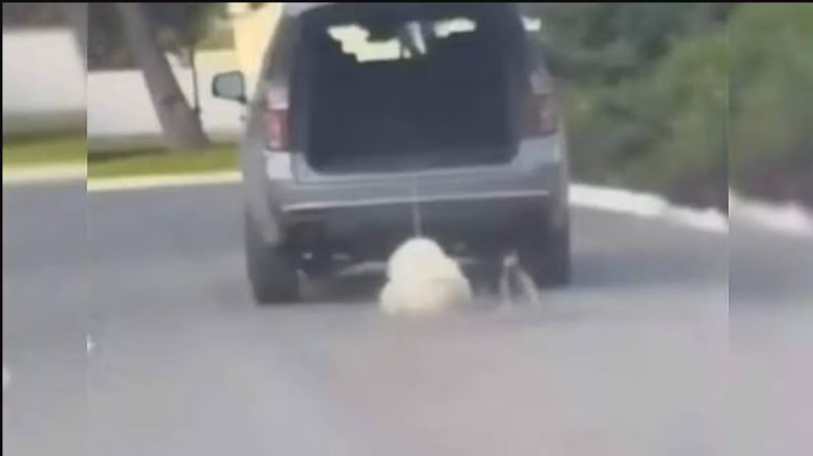 Mujer arrastra y atropella a su perro: video causa indignación