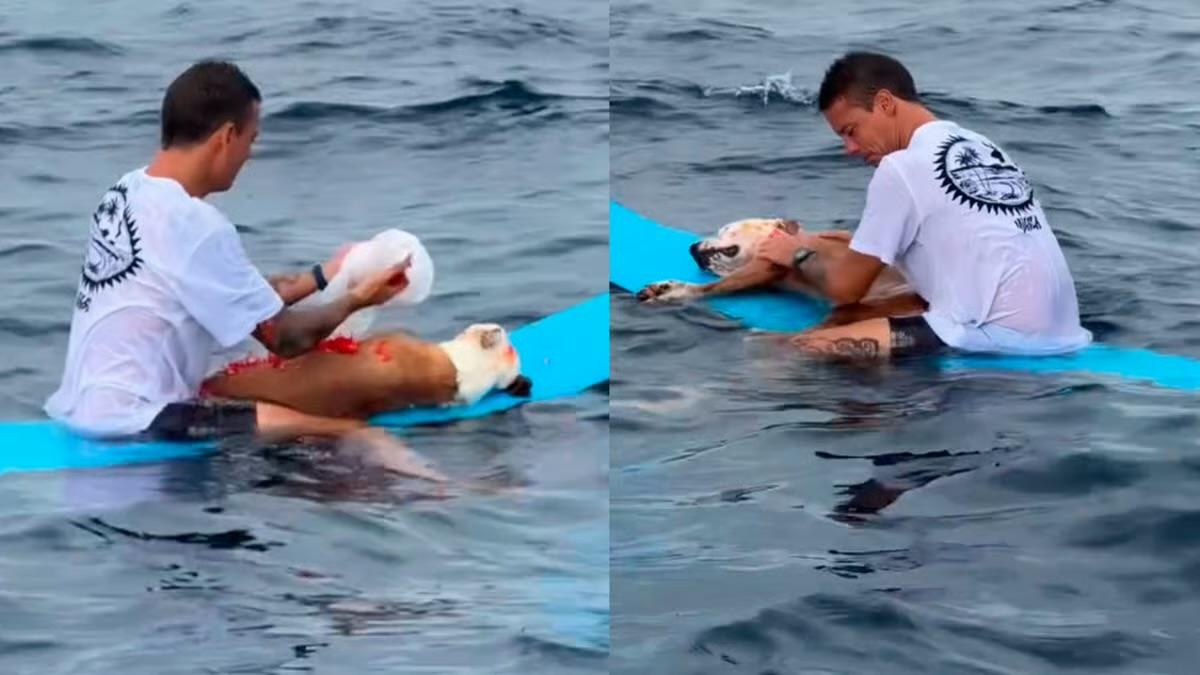 El último adiós a Thai: surfista conmueve al despedir a su fiel compañero en el mar
